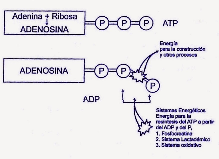 Procesos energeticos en el trabajo muscular